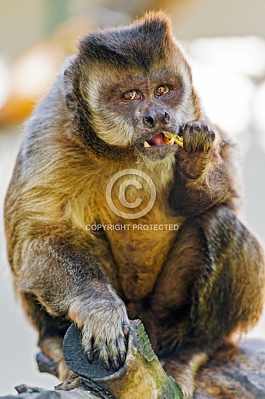 Capuchin monkey eating