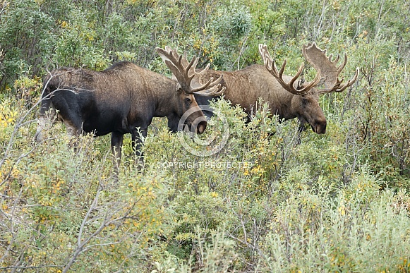 The moose or elk (Alces alces)