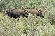 The moose or elk (Alces alces)