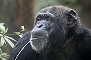 Chimpanzee (Pan troglodytes)