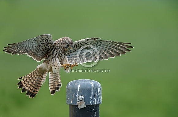 The common Kestrel