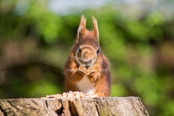 Isle of Wight Red Squirrel Isle of Wight Red Squirrel