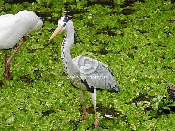 Grey Heron