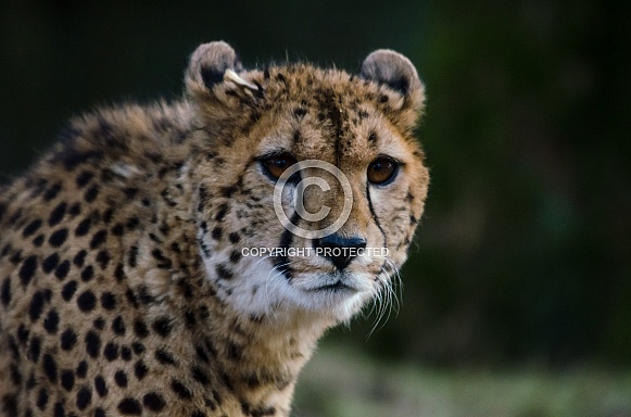Cheetah