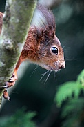 Red Squirrel
