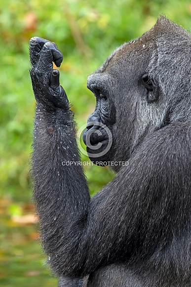 Western Lowland Gorilla (Gorilla Gorilla Gorilla) Western Lowland Gorilla (Gorilla Gorilla Gorilla)