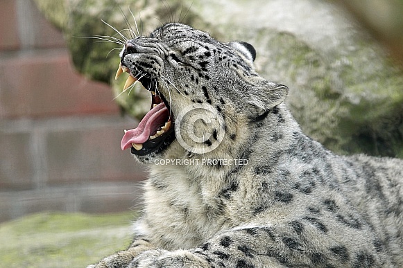 Snow Leopard