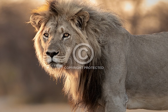 African Male Lion