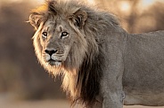 African Male Lion