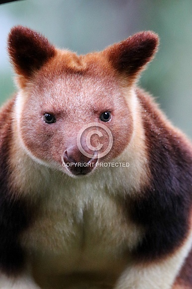 Goodfellow's Tree Kangaroo Goodfellow's Tree Kangaroo