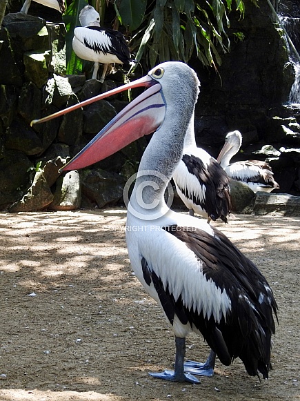 Australian pelican