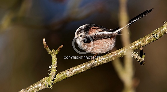 Long Tailed Tit Long Tailed Tit