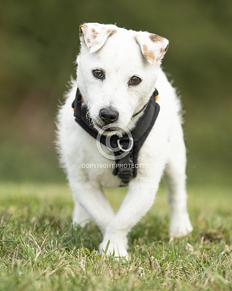 Jack Russel Terrier