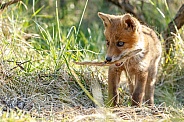 Red Fox Cub