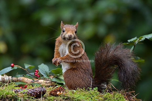 Red Squirrel