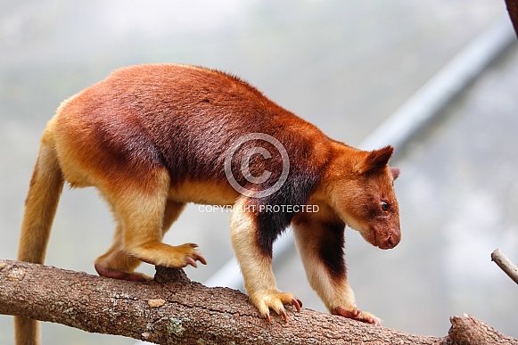 Tree Kangaroo