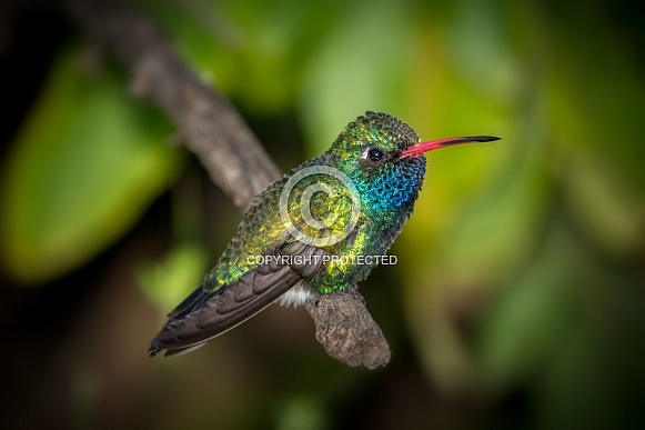 Broadbill Male Hummingbird