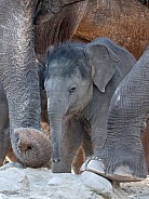 Indian elephant (Elephas maximus)