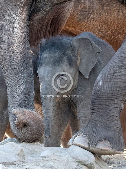 Indian elephant (Elephas maximus)