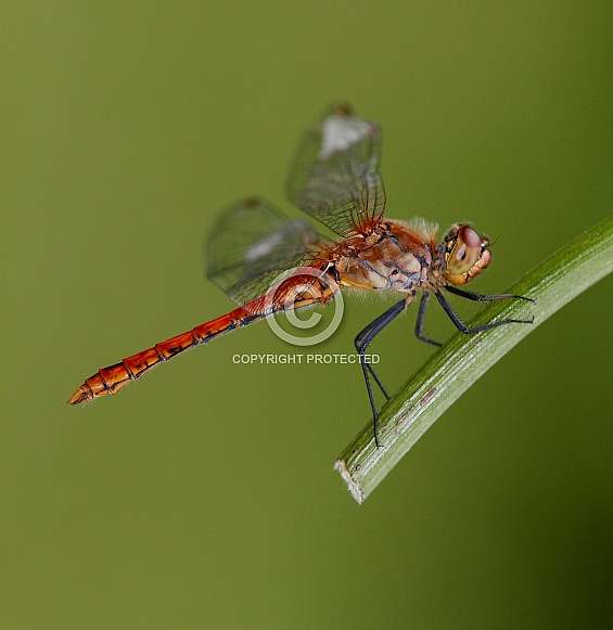 Common Darter Common Darter