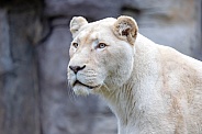 White Lioness (Panthera Leo)
