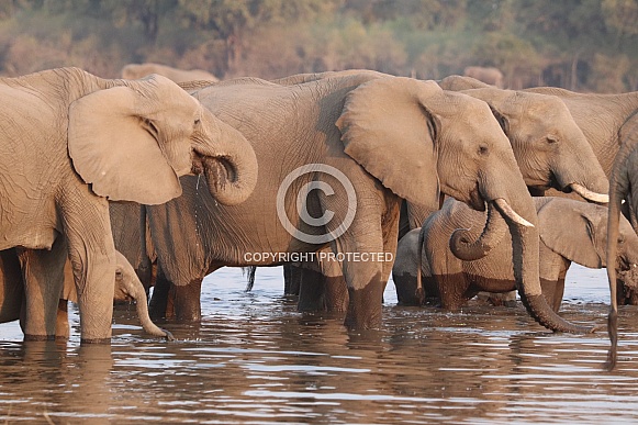 Elephant herd Elephant herd