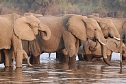 Elephant herd