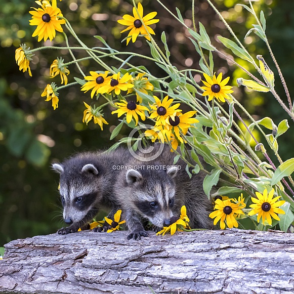 Raccoon Kits
