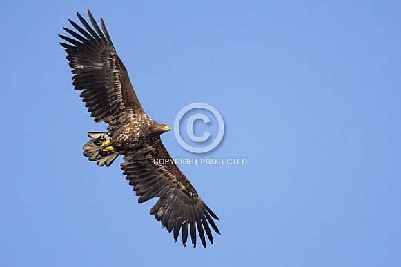 White tailed eagle or European Eagle