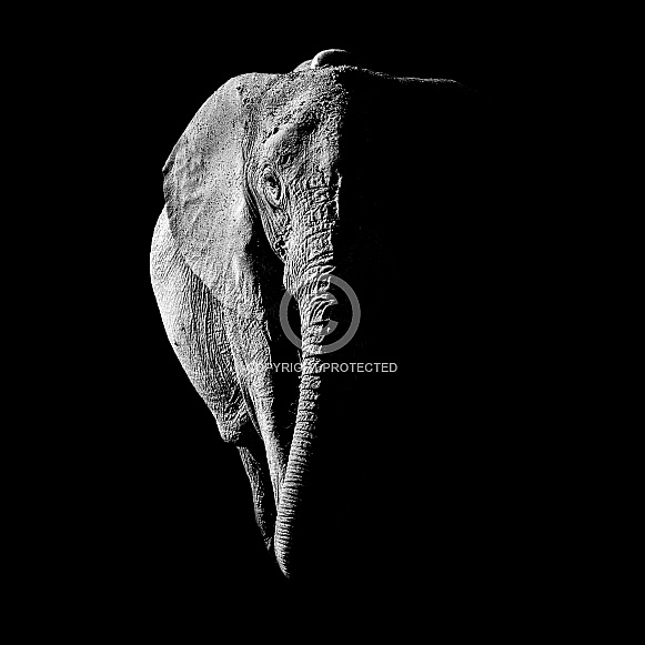 African Elephant Monochrome Portrait