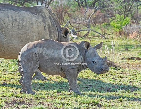 White Rhino Calf