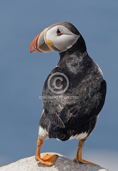 Atlantic Puffin