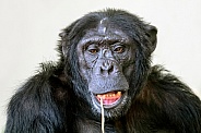 Chimpanzee (Pan troglodytes)