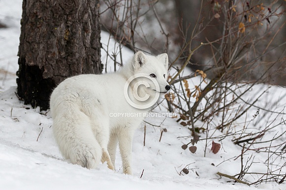 Arctic Fox Arctic Fox