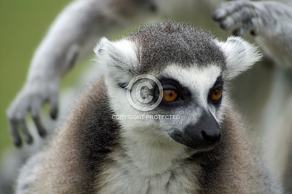 Ring-Tailed Lemur portrait