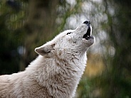 Howling wolf (Canis lupus hudsonicus)