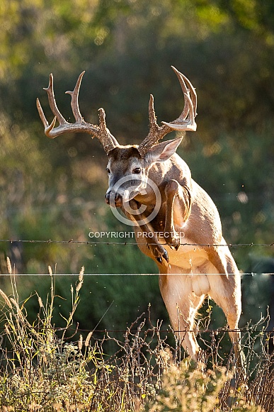 Whitetail Deer - Odocoileus Virginianus Whitetail Deer - Odocoileus Virginianus