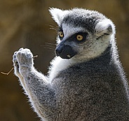 Lemurs