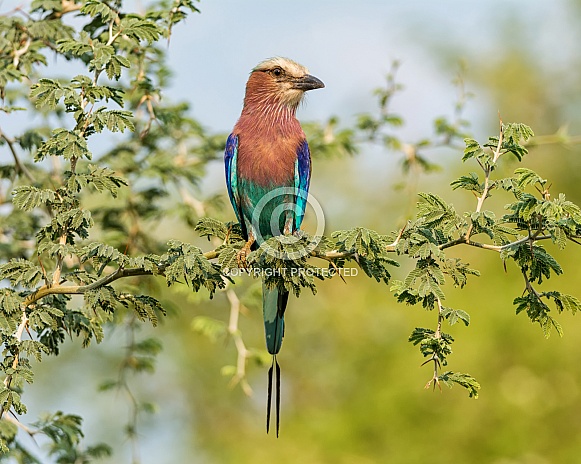 Lilac-breasted Roller Lilac-breasted Roller