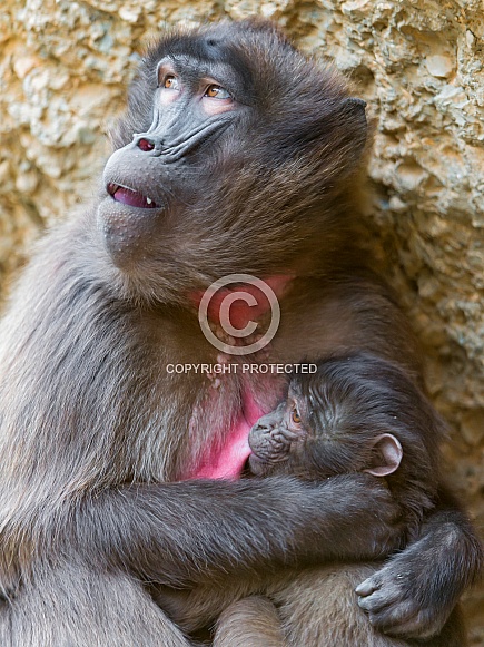 Baboon and Baby Baboon and Baby