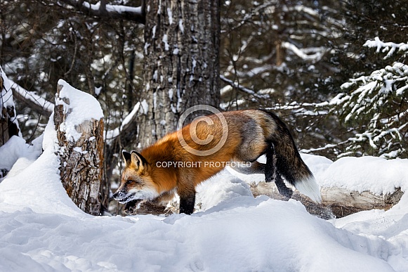 Red Fox