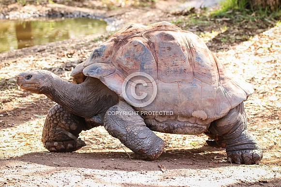 Galapagos Tortoise