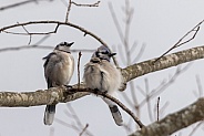 Two blue jays having a conversation