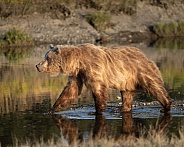 Light colored female brown bear at sunset