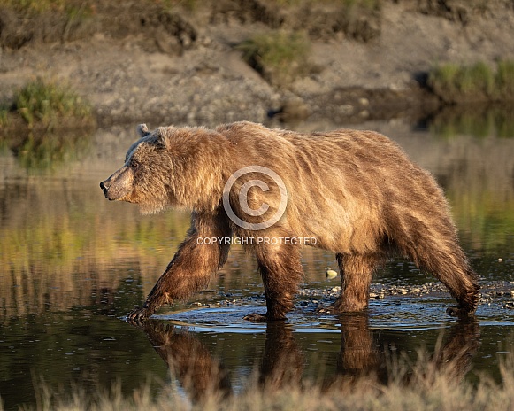 Light colored female brown bear at sunset