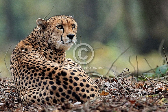 Cheetah