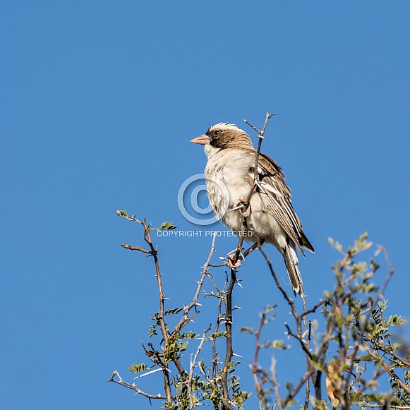 White-browed Sparrow-weaver White-browed Sparrow-weaver
