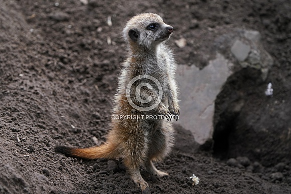 Meerkat