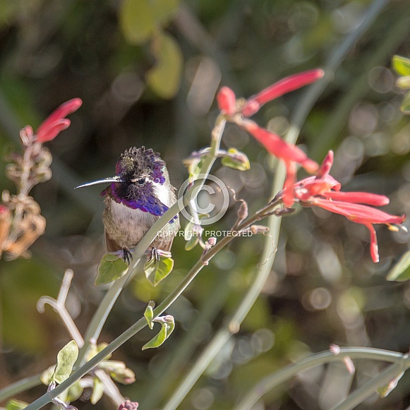 Costa's Hummingbird (Male)