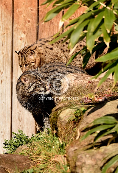 fishing cat couple fishing cat couple
